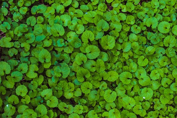 Japanese Knotweed and Your Mortgage