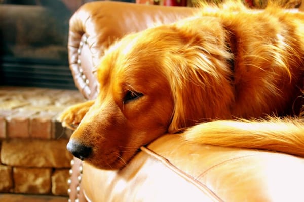 Renting With Pets